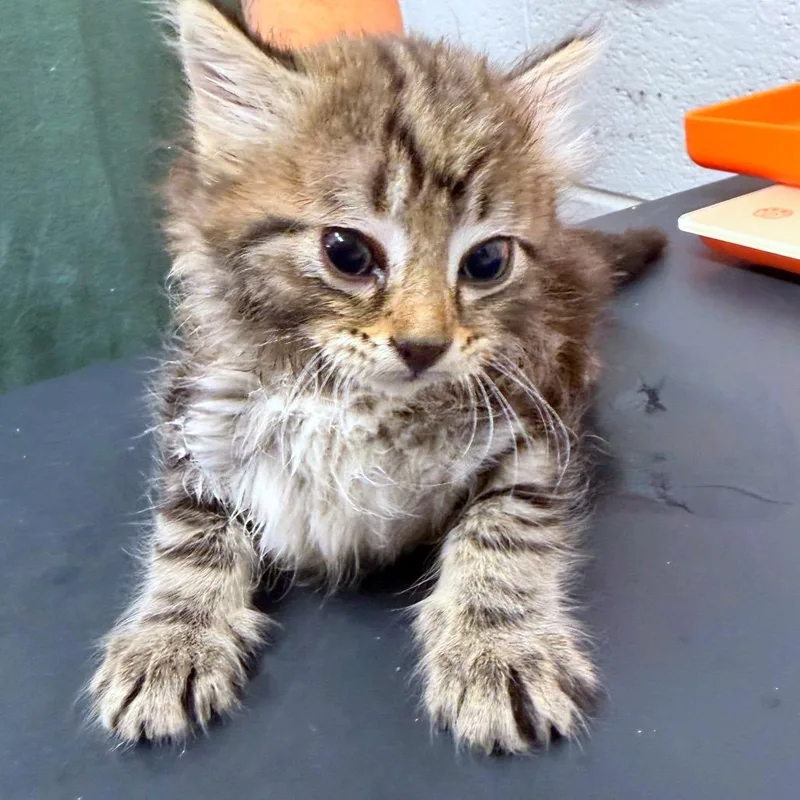 Squeaker
