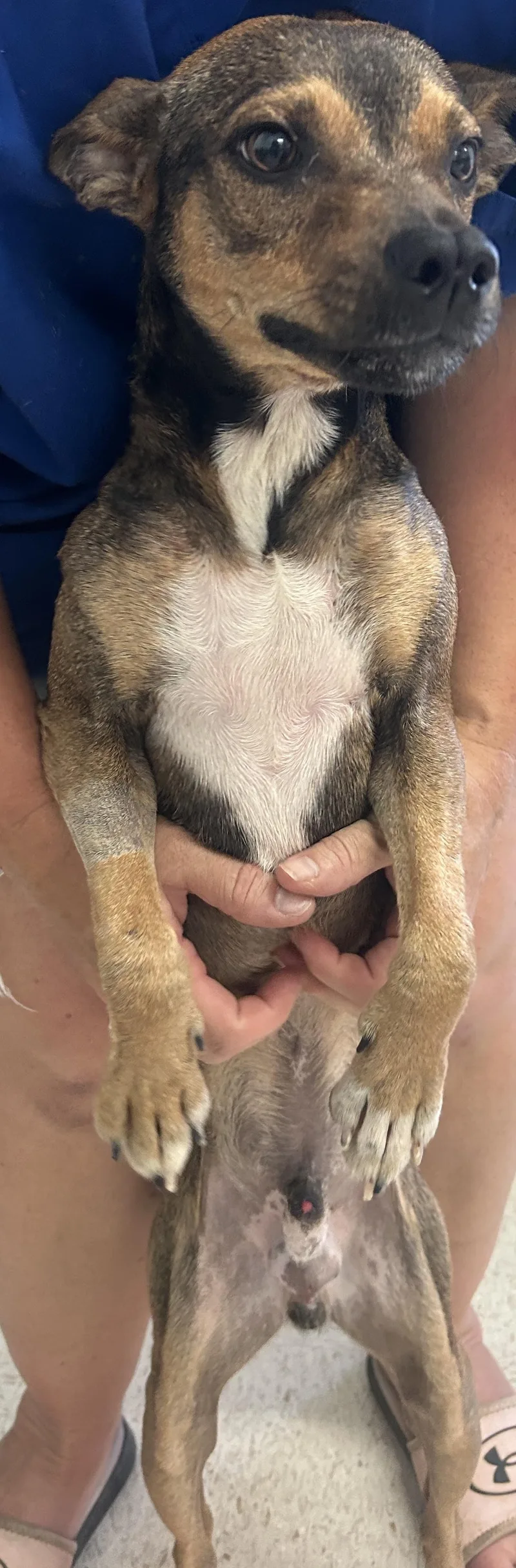 Tico