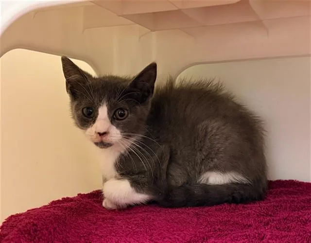 A baby small-sized female Domestic Short Hair cat named Stormy for adoption in Statesville, NC