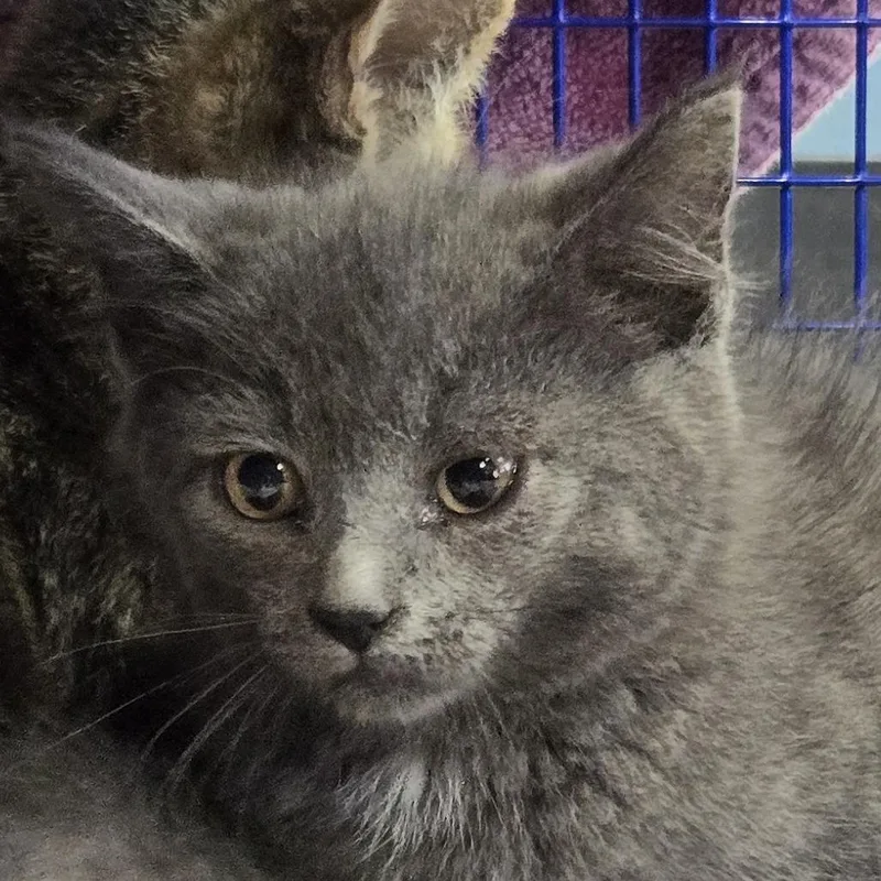 A baby small-sized female Gray / Blue / Silver Domestic Short Hair cat named Picnic for adoption in Newark, NJ
