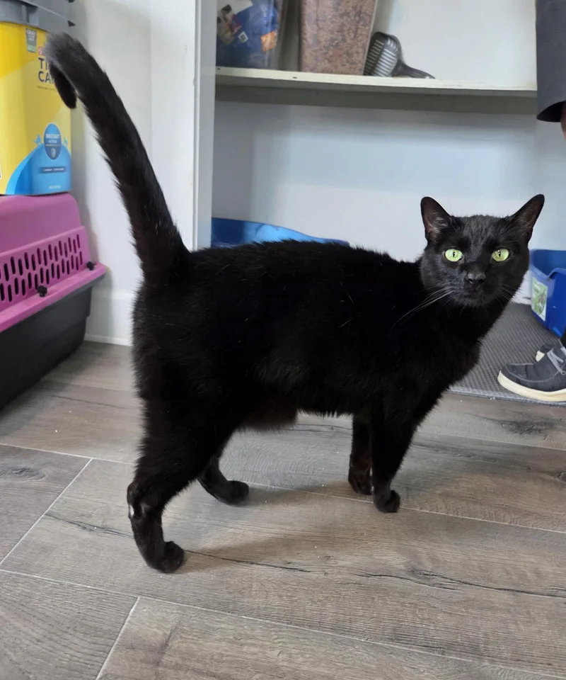 An adult medium-sized male Black Domestic Short Hair cat named Thane for adoption in Magnolia Springs, AL