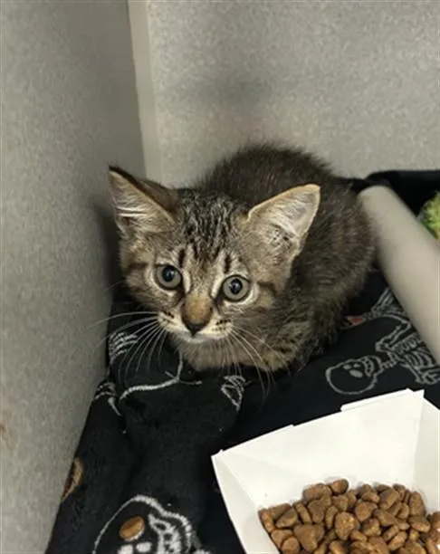 A baby large-sized female Domestic Short Hair cat named Tiger for adoption in Dallas, TX