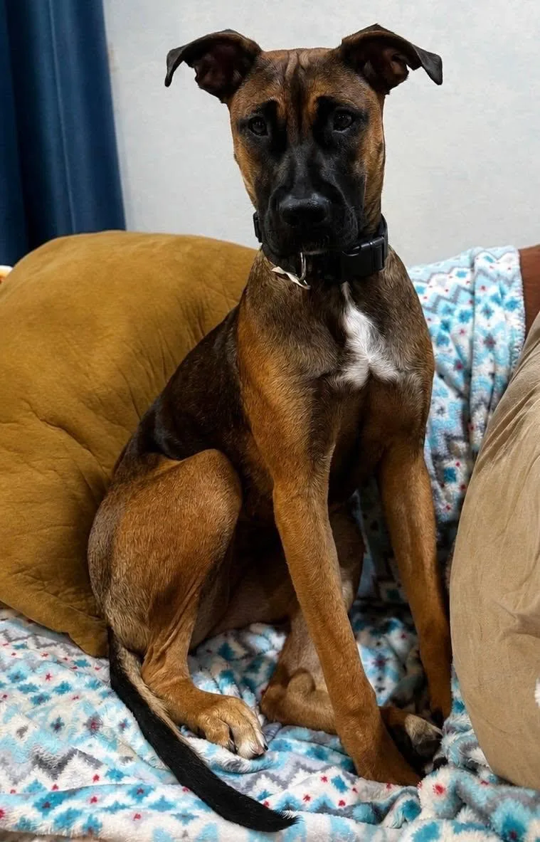 An adult medium-sized female Pit Bull Terrier dog named Lady for adoption in Midway, UT