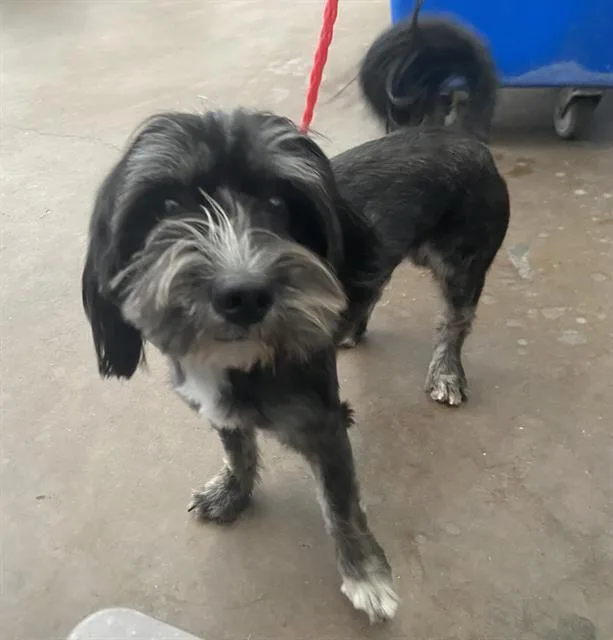A young small-sized male Mixed Breed dog named Manchez for adoption in Dallas, TX