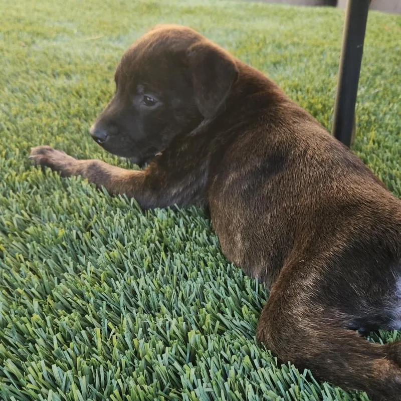 Cocoa Bean thumbnail 3