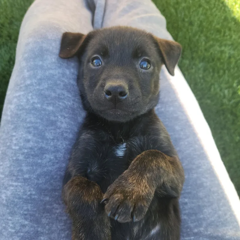 Cocoa Bean thumbnail 4