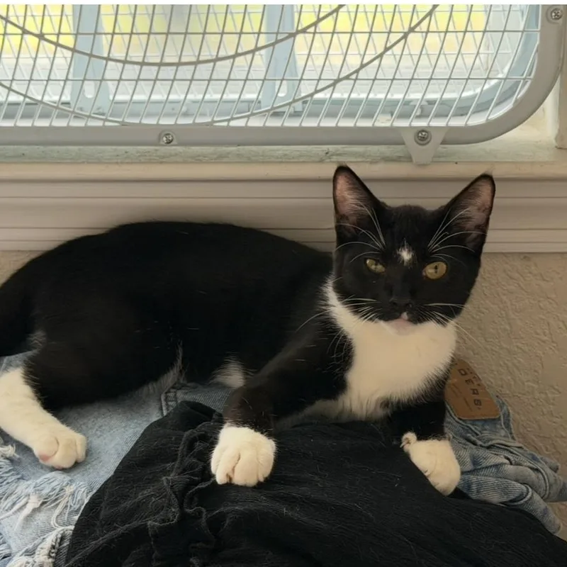 A baby medium-sized female Black & White / Tuxedo Domestic Short Hair cat named Bubbles for adoption in jacksonville, FL