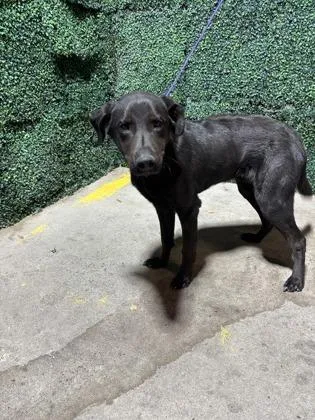 A baby large-sized male Black Retriever dog named 61032894 for adoption in El Paso, TX