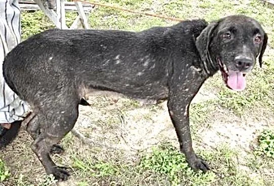 A young medium-sized female Labrador Retriever dog named Sincere for adoption in Houston, TX