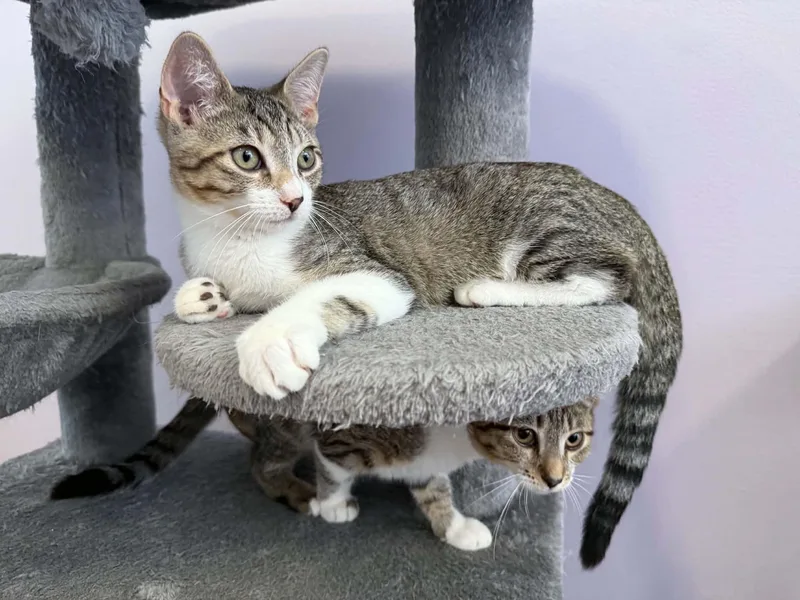 A baby medium-sized male Domestic Short Hair cat named Kimchi for adoption in West Lafayette, IN