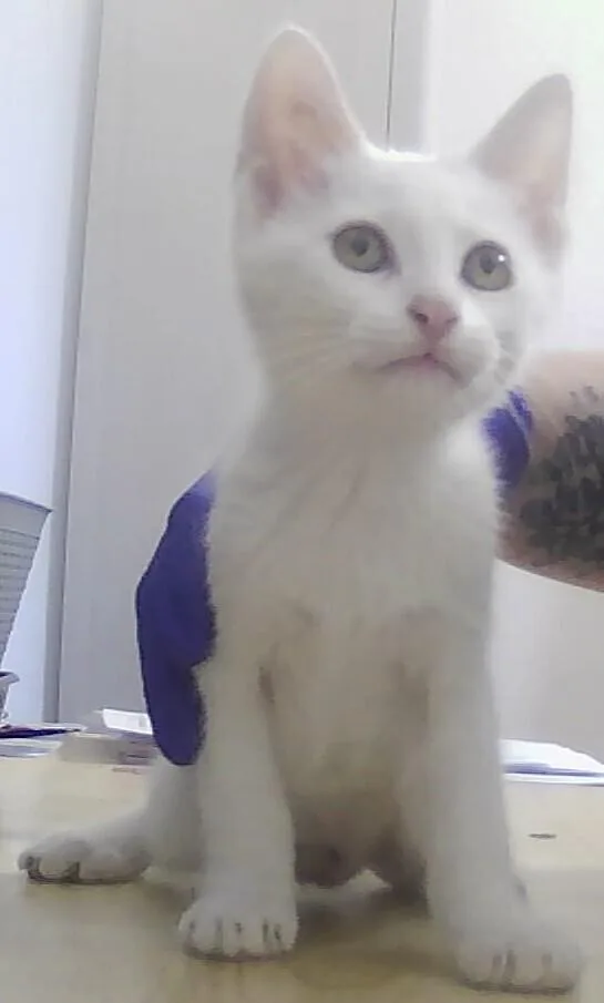 A baby small-sized female White Domestic Short Hair cat named Mozzarella for adoption in Anoka, MN