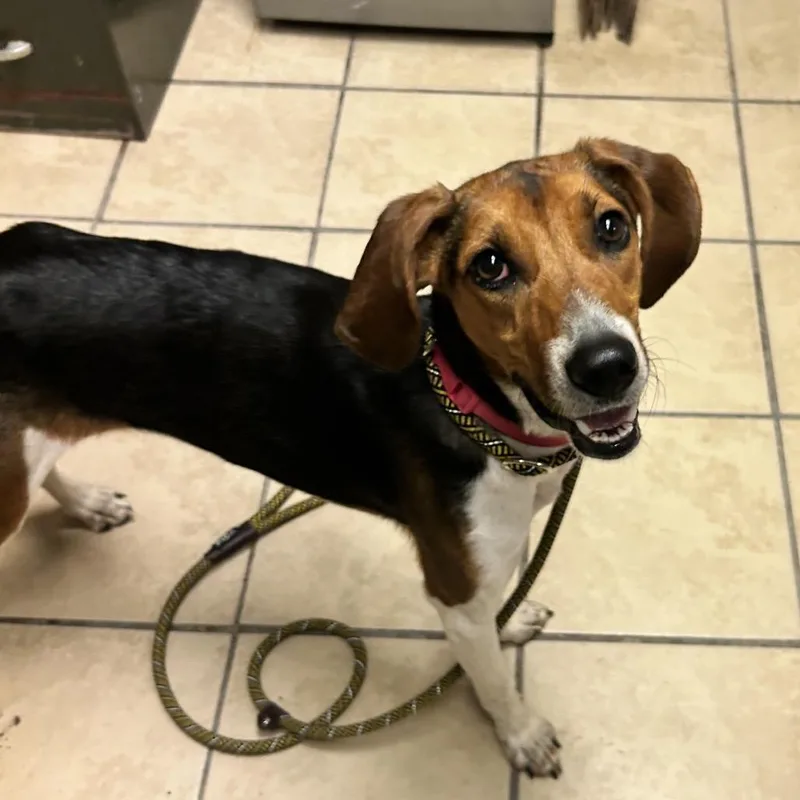 An adult medium-sized female Brown / Chocolate Hound dog named Lady for adoption in Newport, NC