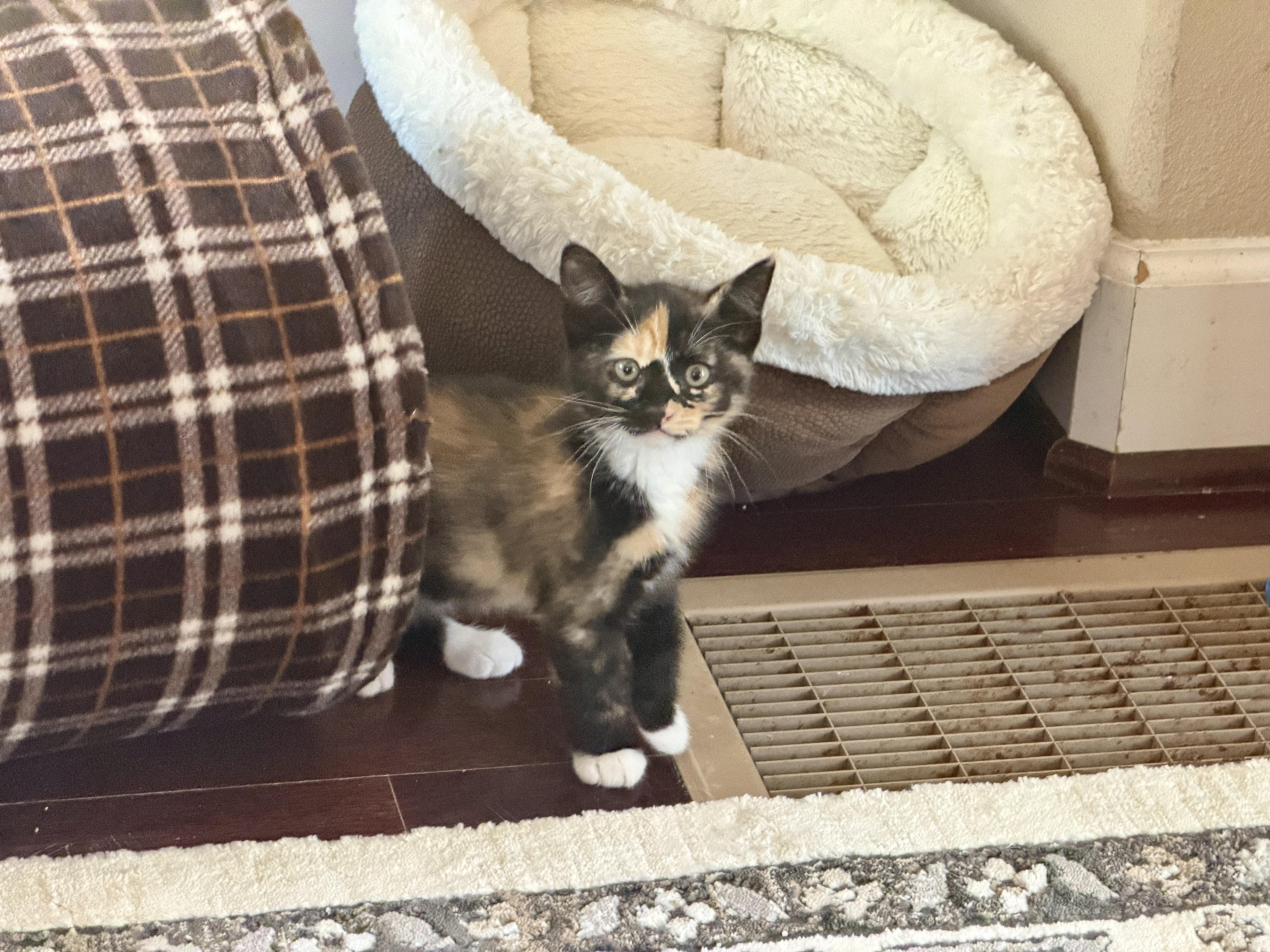 A baby medium-sized female Calico cat named Poppy for adoption in Gilroy, CA