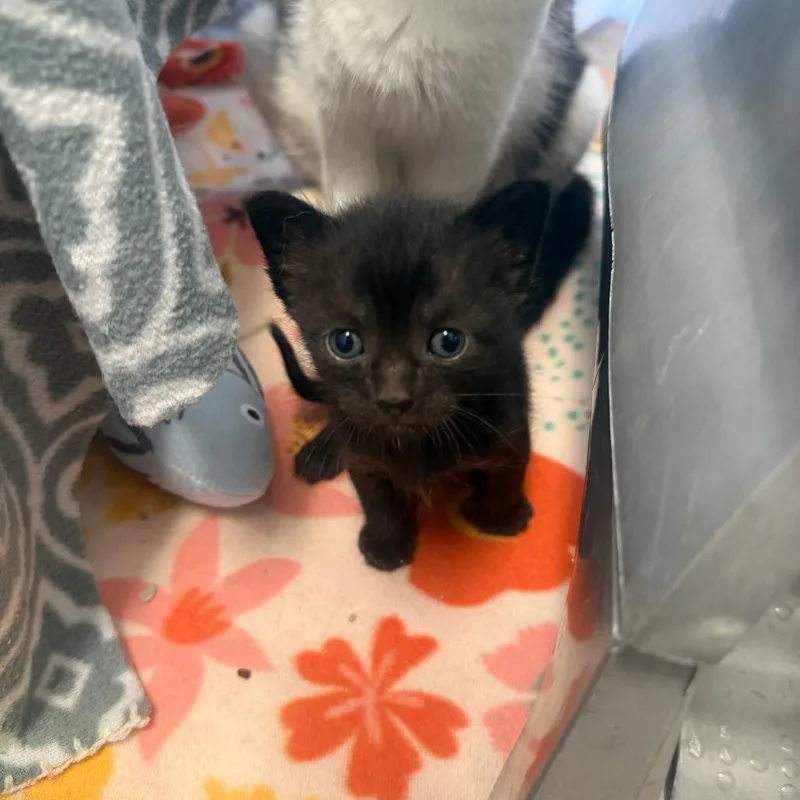 A baby small-sized male Black Domestic Short Hair cat named Chandler for adoption in Fort Bragg, CA