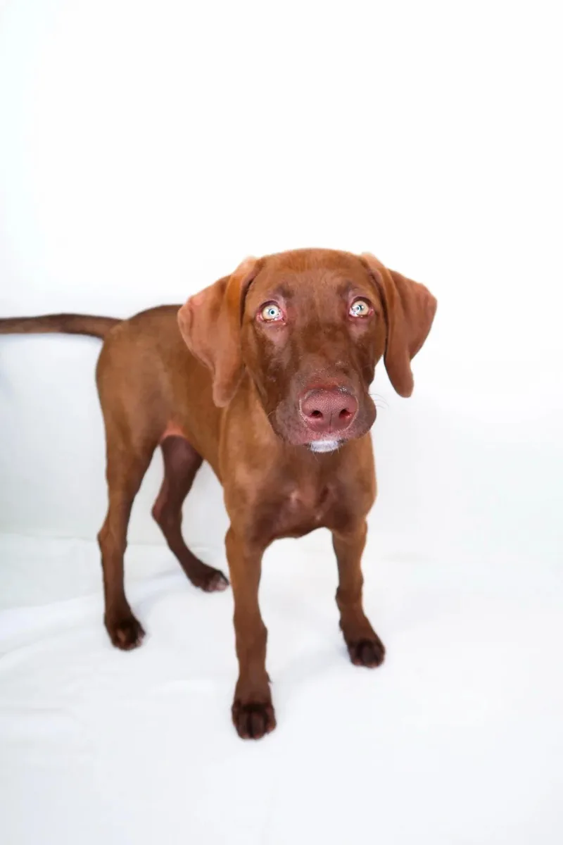 A young medium-sized female Brown / Chocolate Chocolate Labrador Retriever dog named Mook for adoption in Bixby, OK