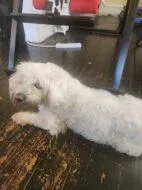An adult small-sized male Maltese dog named Rocky for adoption in West Chester, PA