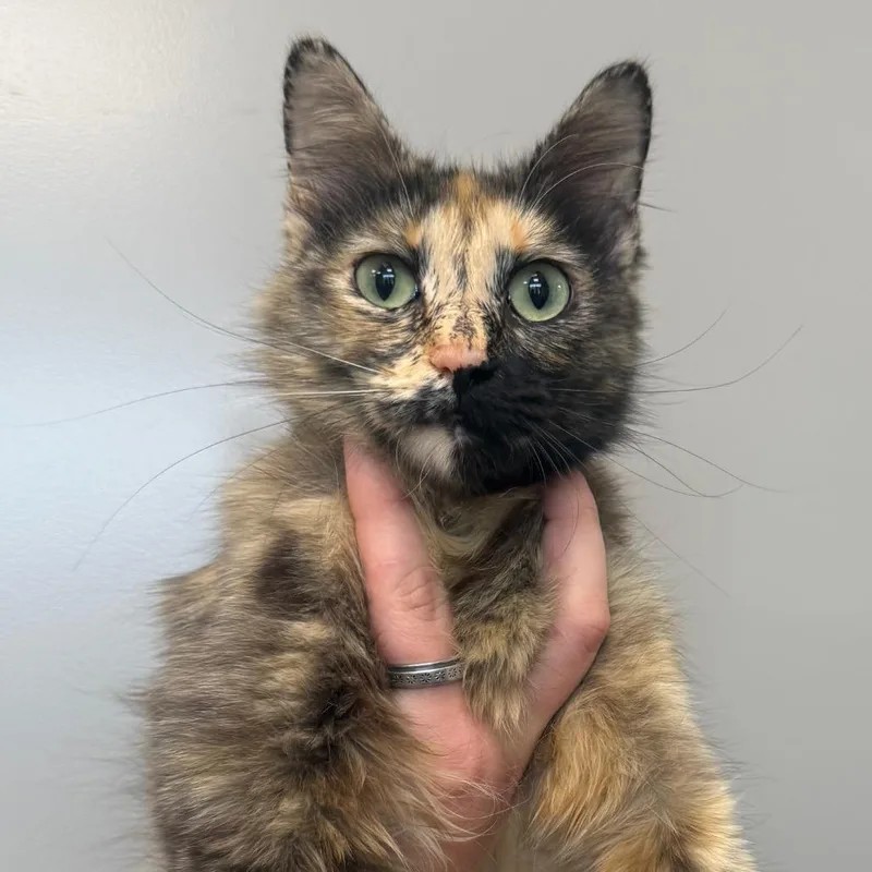 A young medium-sized female Gray / Blue / Silver Domestic Medium Hair cat named Fiona for adoption in Sand Springs, OK