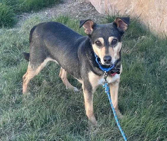 An adult small-sized female Sable Mixed Breed dog named Bindi for adoption in Albuquerque, NM