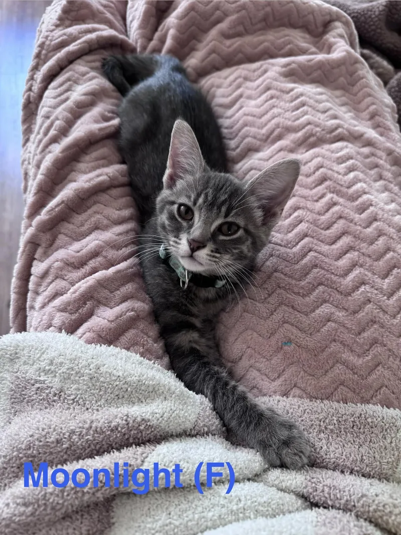 A baby small-sized female Domestic Short Hair cat named Moonlight for adoption in Clarksville, TN