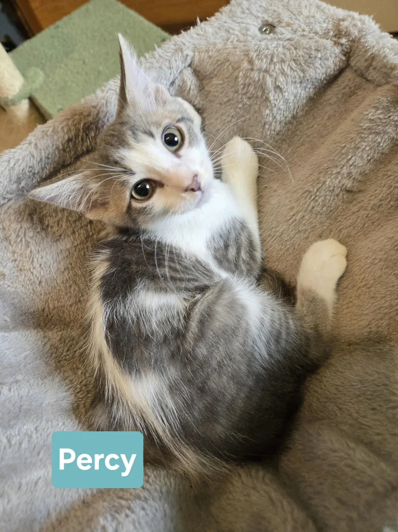 Percy thumbnail 3