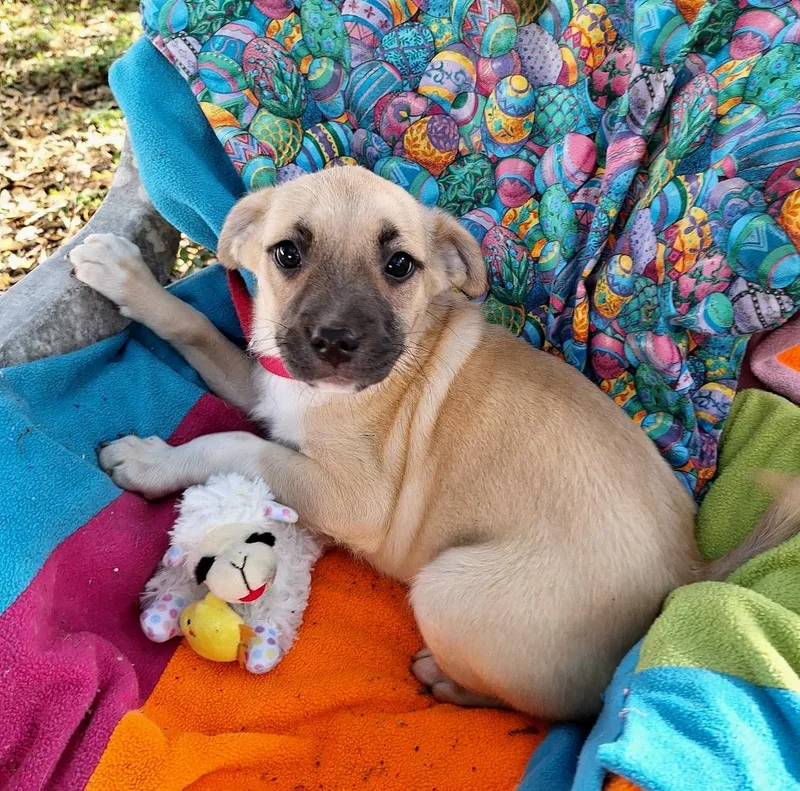 Ashisho Wvt thumbnail 2