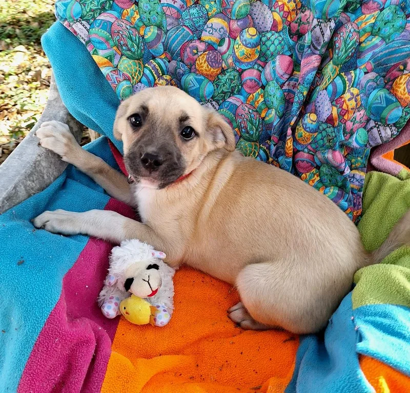 Ashisho Wvt thumbnail 6