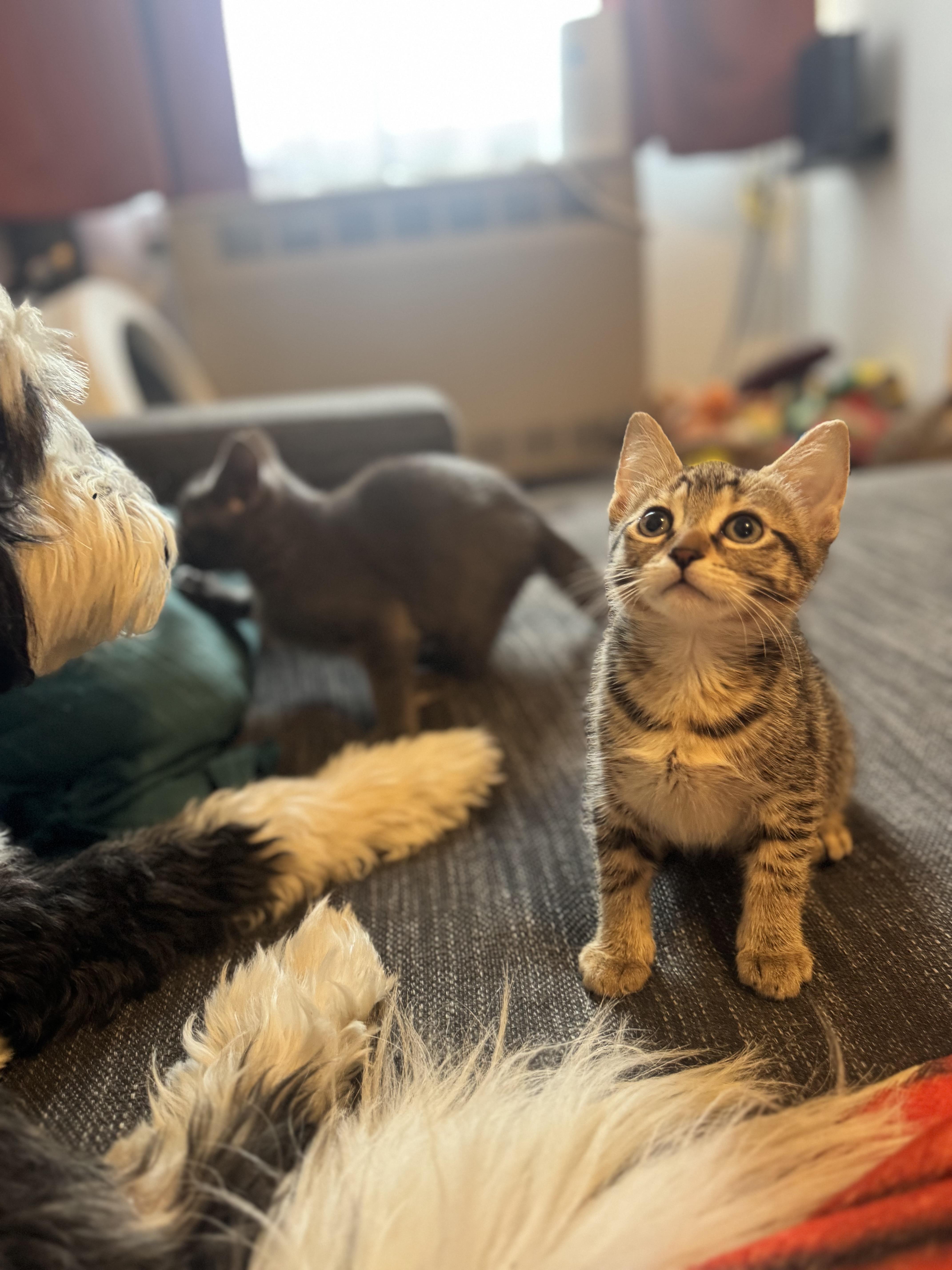 A baby medium-sized female Smoke Domestic Short Hair cat named Tiger Sock And Dust for adoption in Brooklyn, NY