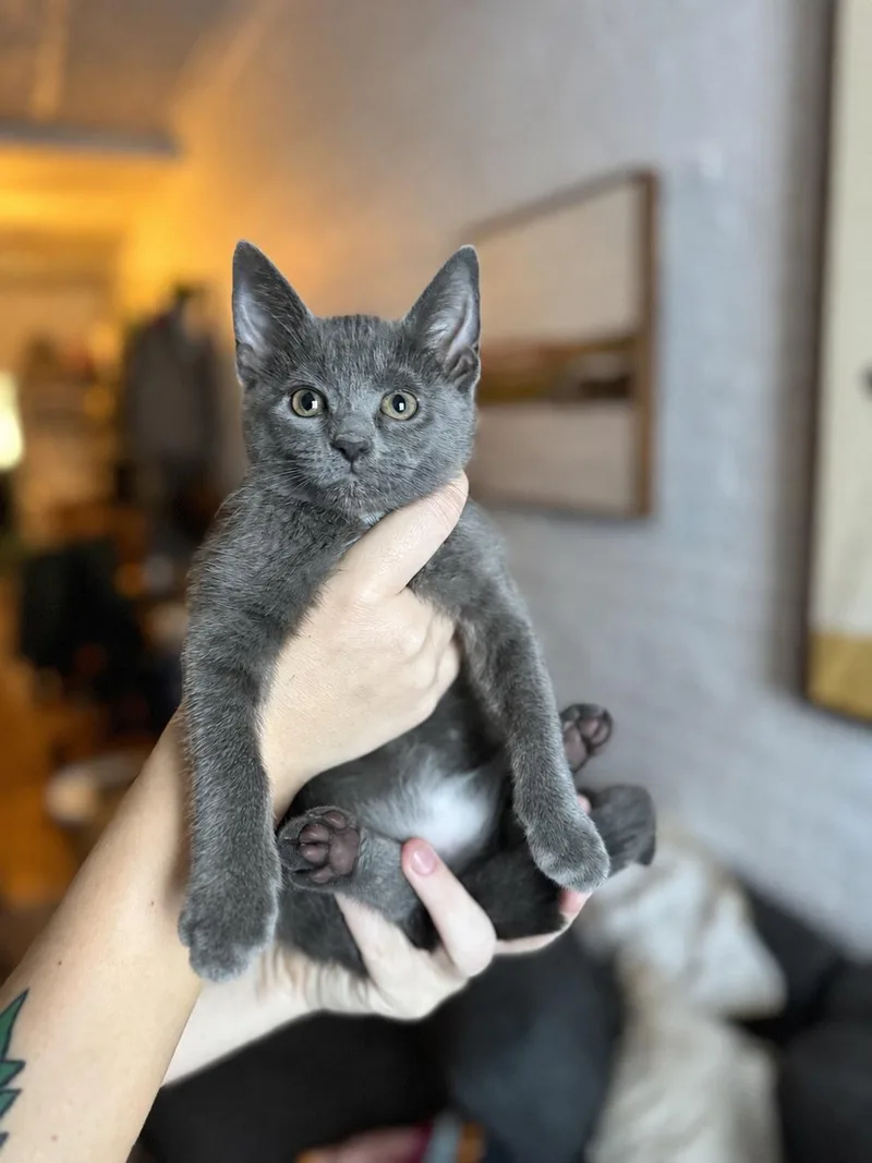 Tiger Sock And Dust thumbnail 2