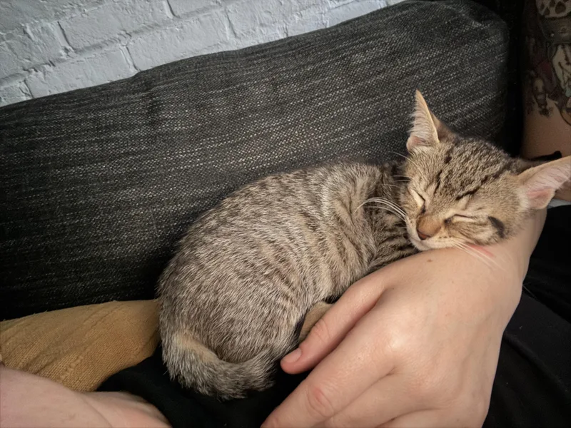 Tiger Sock And Dust thumbnail 3