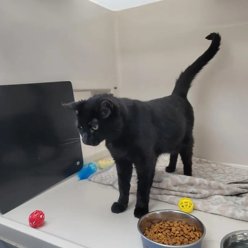 Binx