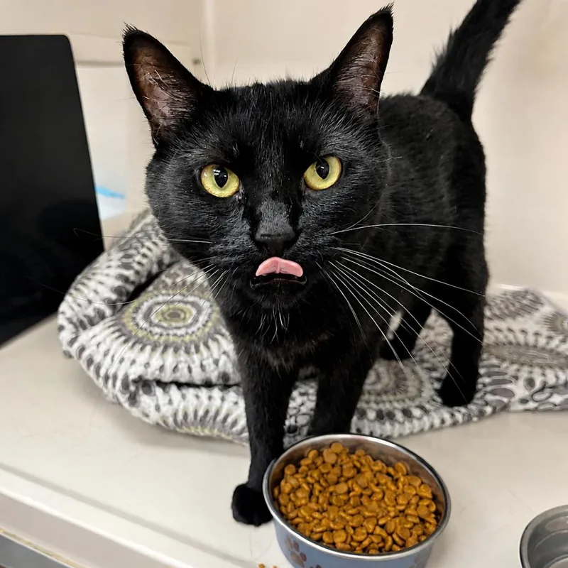 Binx thumbnail 2