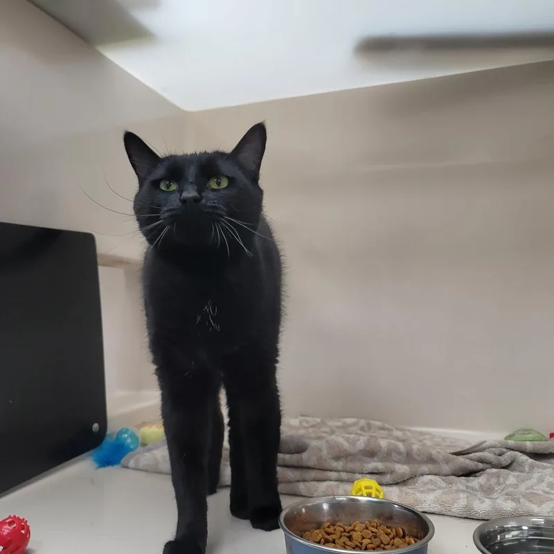 Binx thumbnail 3