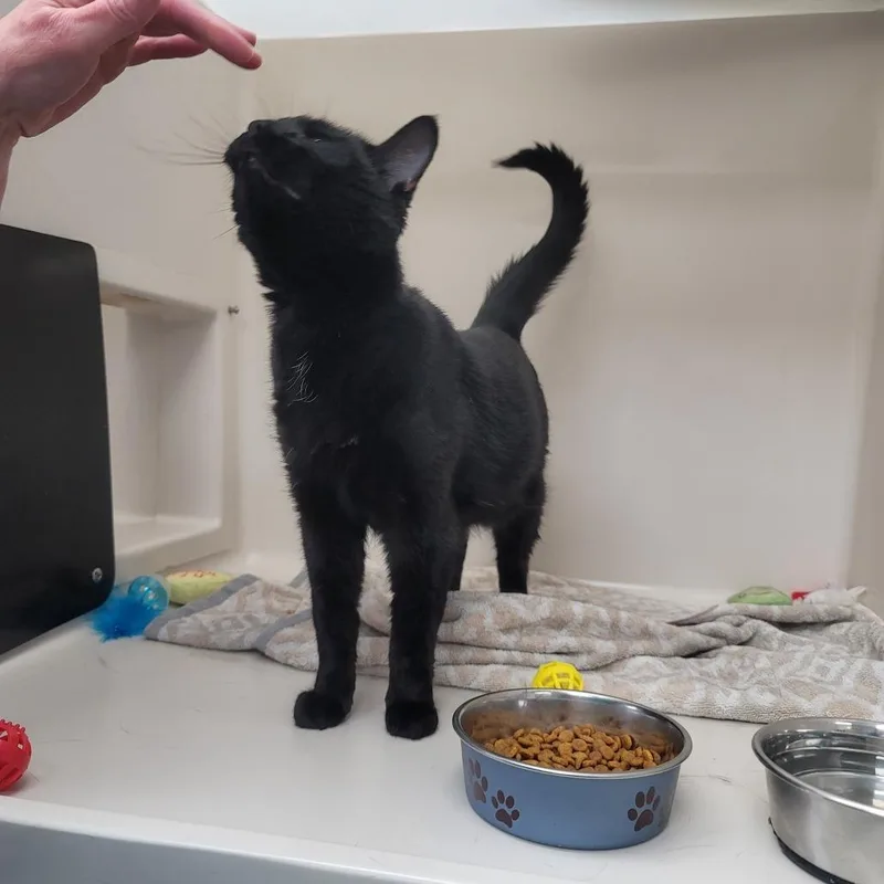 Binx thumbnail 4