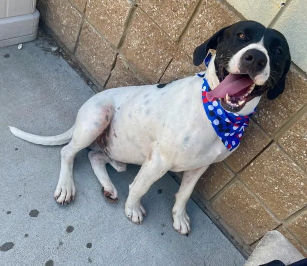 An adult extra large-sized male Plott Hound dog named Panda for adoption in Tulsa, OK