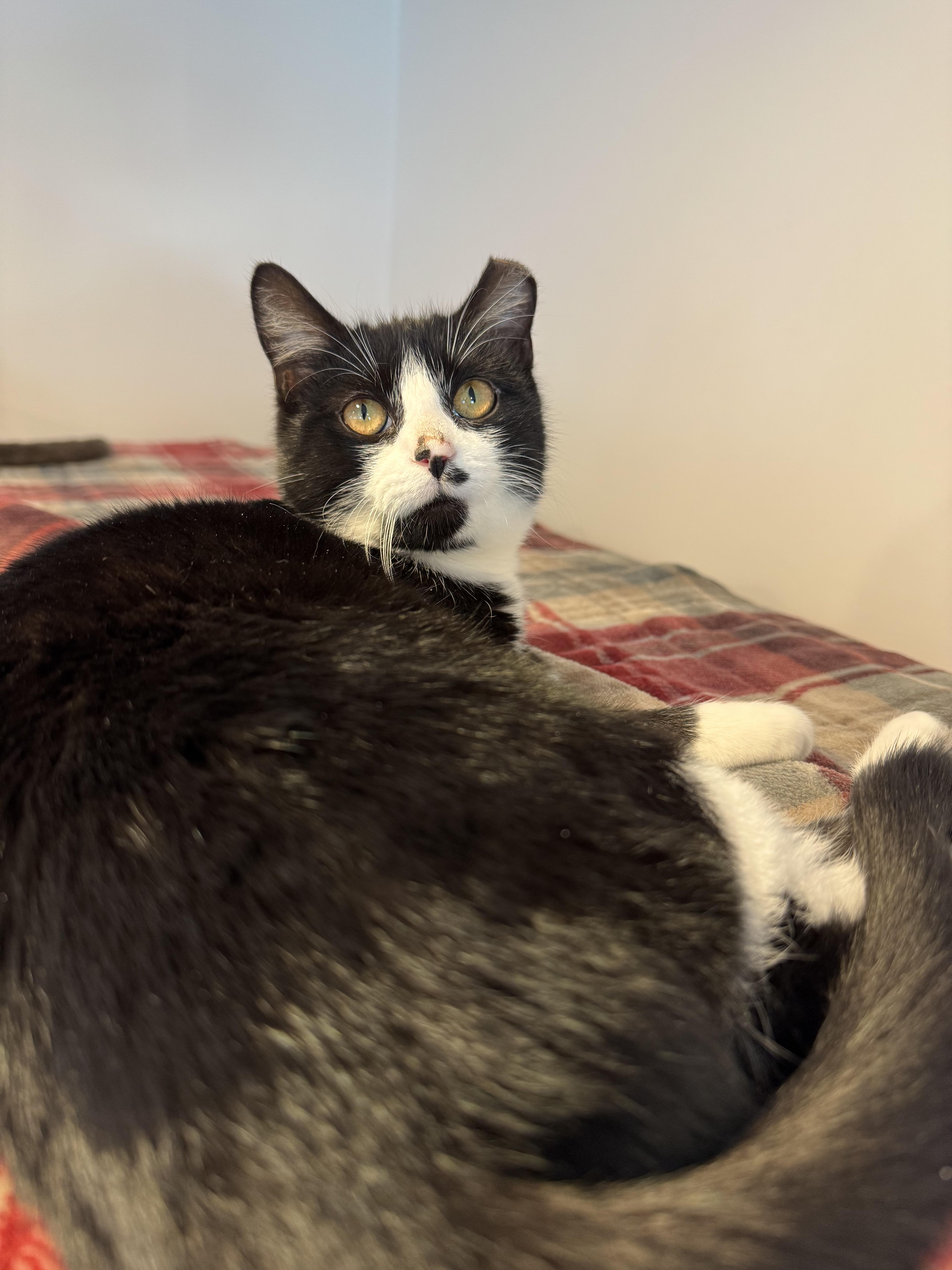 An adult medium-sized female Black & White / Tuxedo Domestic Short Hair cat named Onyx for adoption in Hull, MA