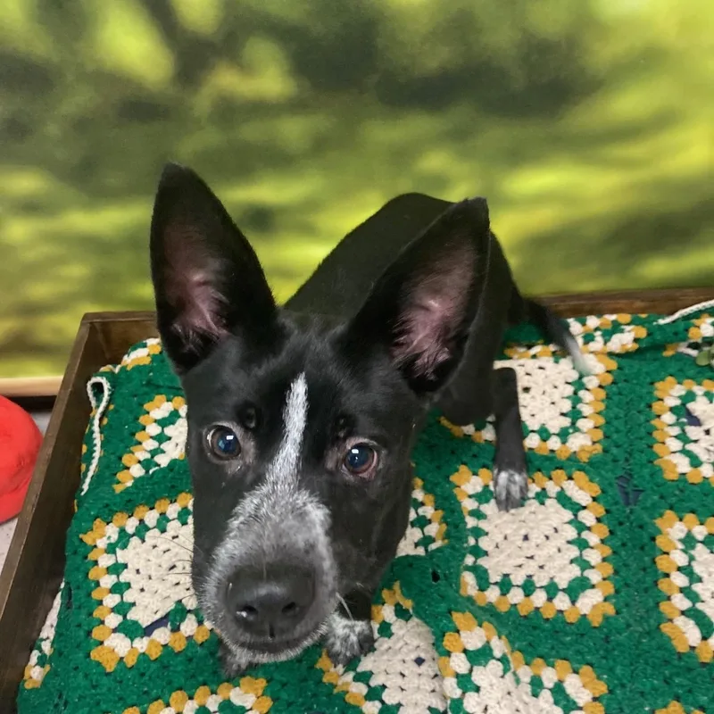 A baby medium-sized female Black Australian Cattle Dog / Blue Heeler dog named Rachel for adoption in Cumberland, RI