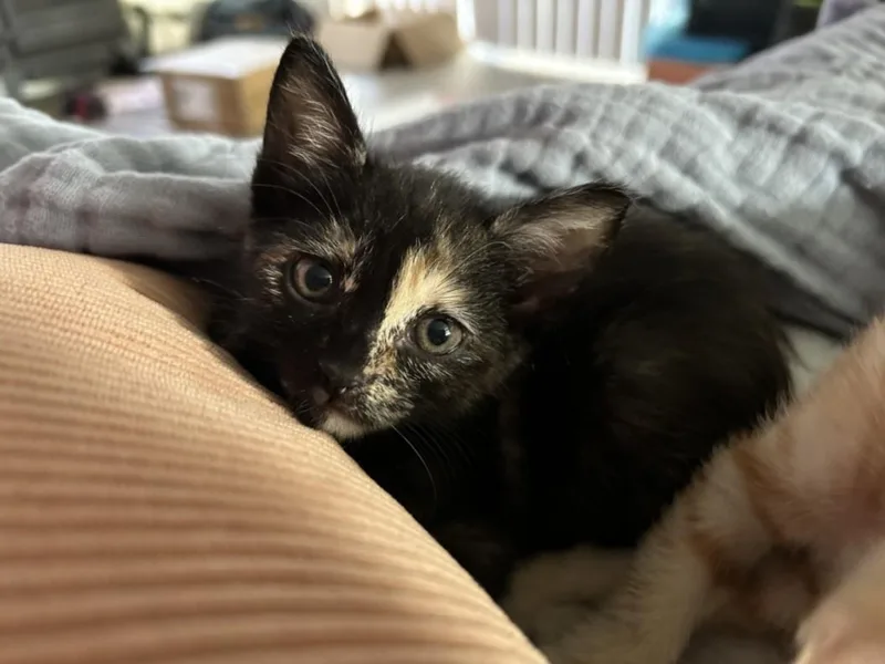 A baby small-sized female Domestic Short Hair cat named Petunia for adoption in Burbank, CA