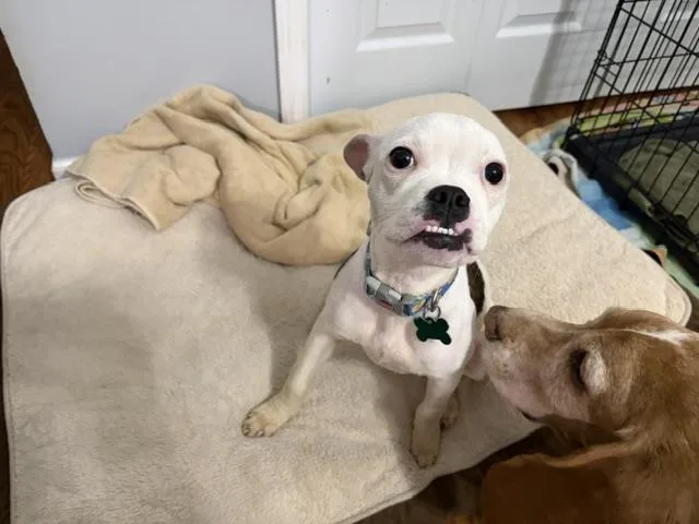 A baby small-sized female Boston Terrier dog named Tootsie for adoption in Aurora, IL