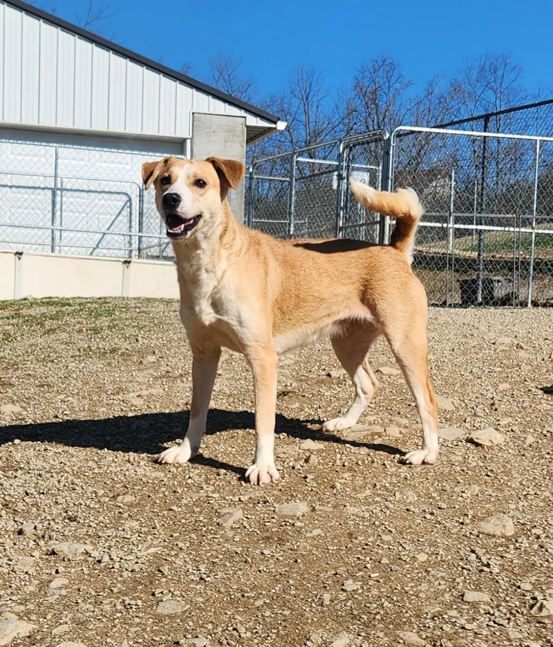 An adult medium-sized female Yellow / Tan / Blond / Fawn Labrador Retriever dog named Lollie for adoption in Berea, KY