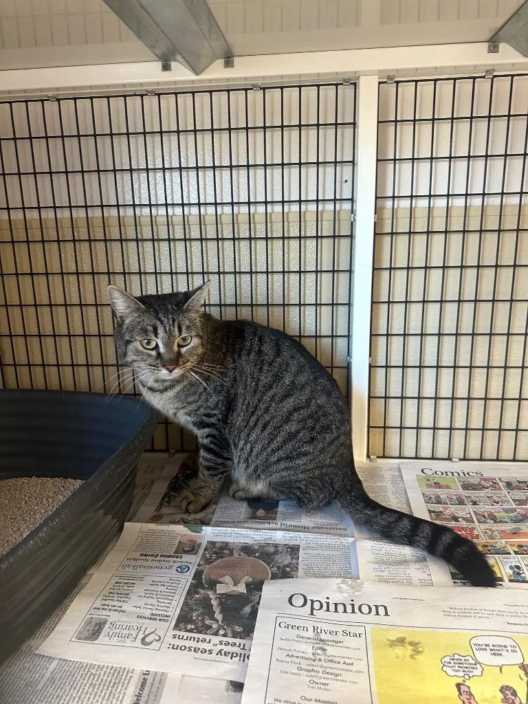 A young large-sized female Domestic Medium Hair cat named Suki for adoption in Green River, WY