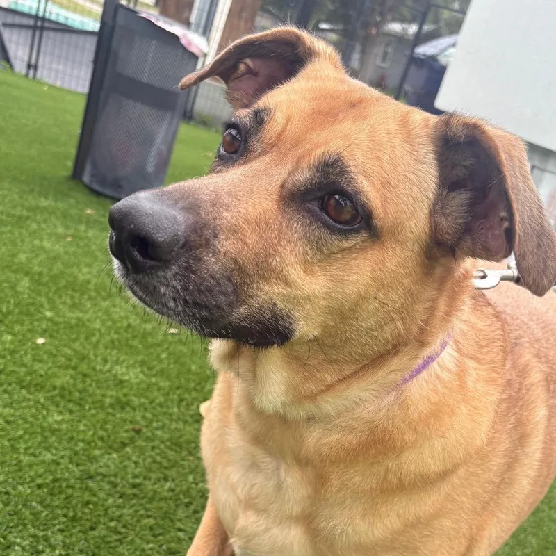 A senior small-sized female Brown / Chocolate Hound dog named Summer for adoption in Tampa, FL