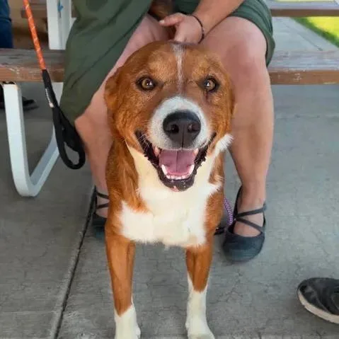 A baby medium-sized male Red / Chestnut / Orange Mixed Breed dog named Rex for adoption in Bend, OR