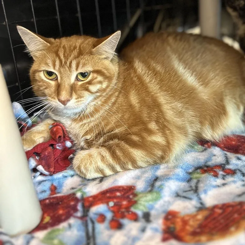An adult medium-sized male Orange / Red Domestic Short Hair cat named Orangie for adoption in Matteson, IL