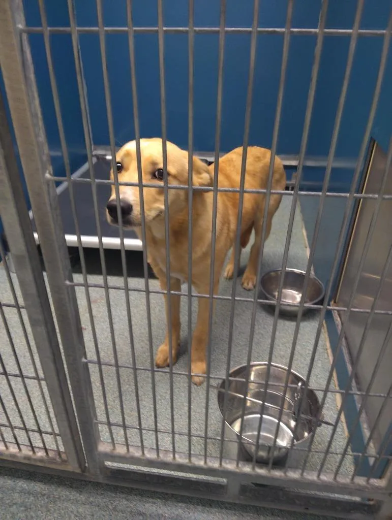 A young medium-sized female Mixed Breed dog named Kena for adoption in Warrenton, NC