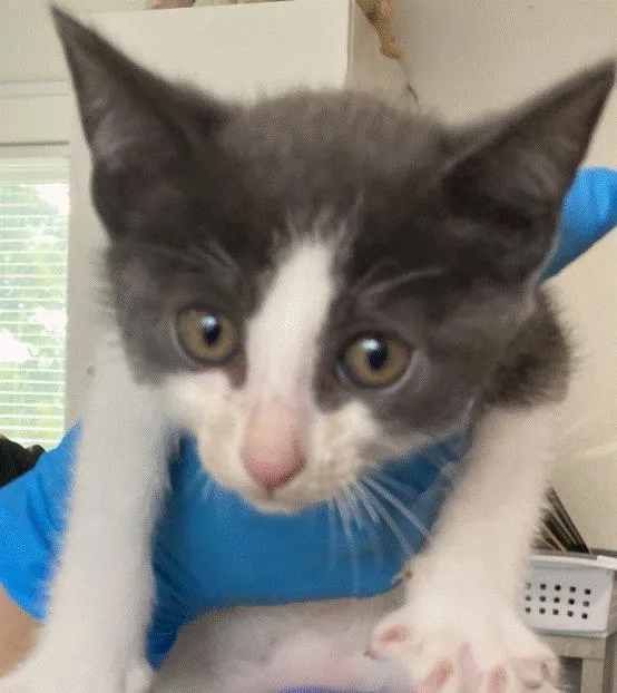 A baby small-sized male Domestic Short Hair cat named Cormac for adoption in Long Beach, CA