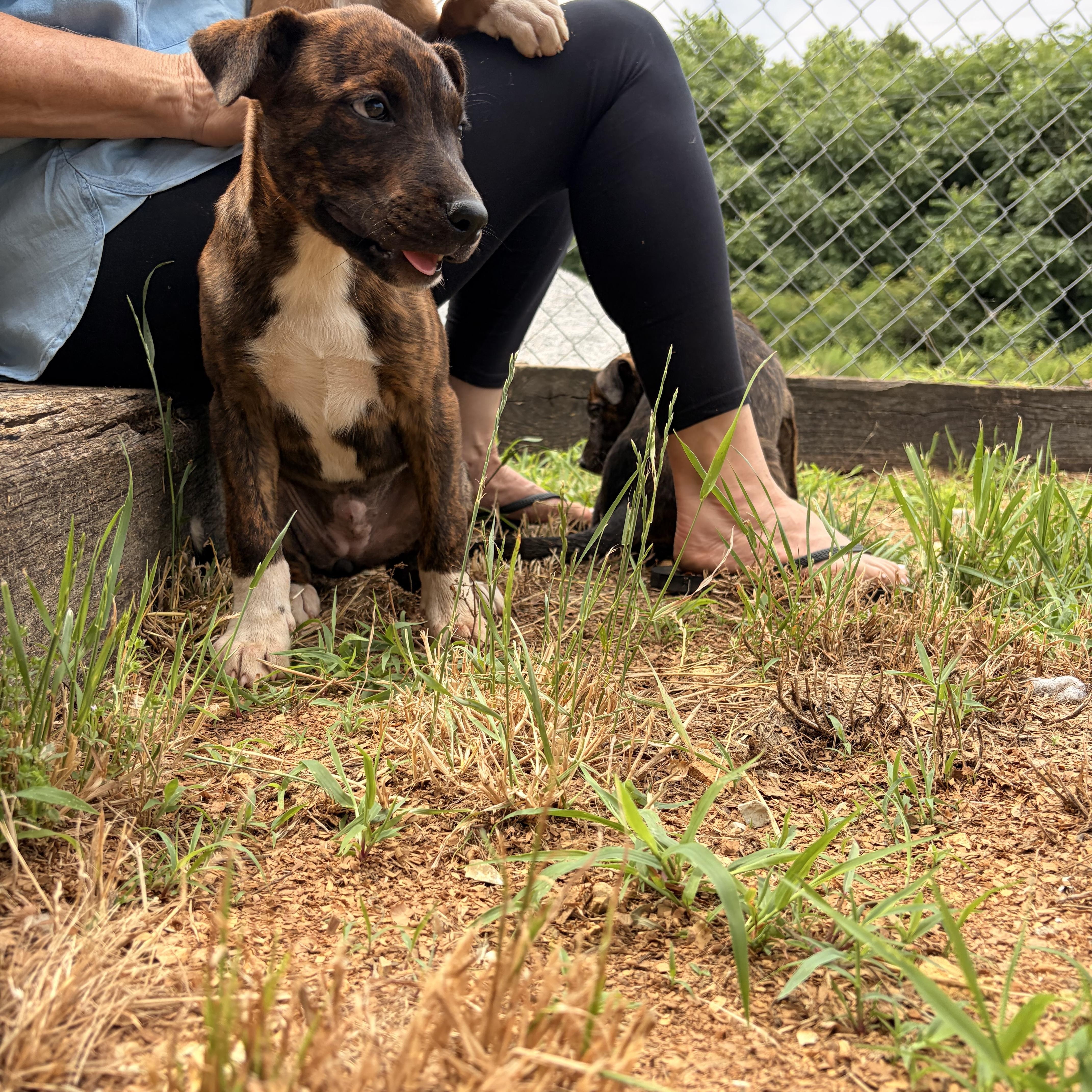 A baby medium-sized female Mountain Cur dog named Lucy for adoption in Melbourne, AR