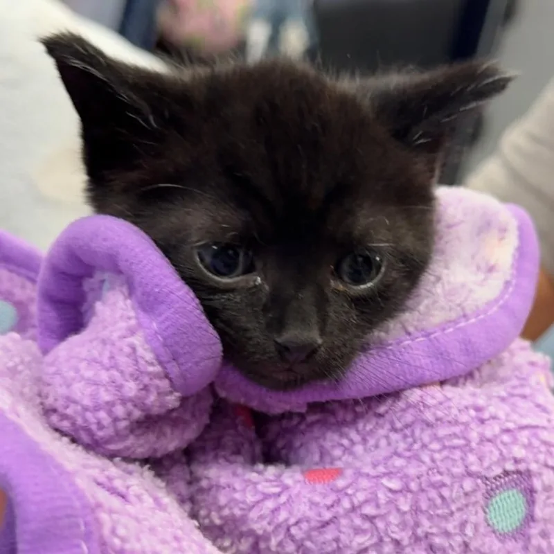 A baby small-sized male Black Domestic Short Hair cat named Jett for adoption in Ojai, CA
