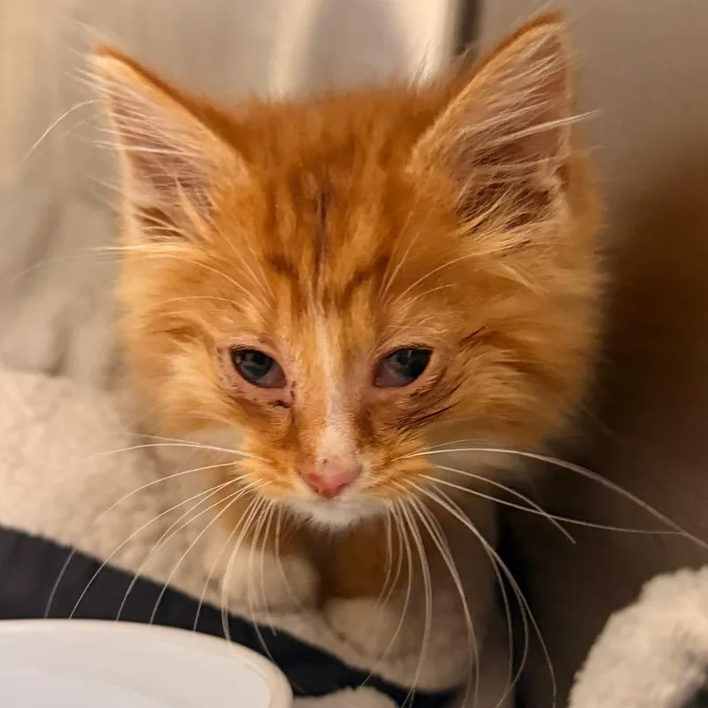 A baby small-sized male Orange / Red Domestic Medium Hair cat named Blinx for adoption in Evansville, IN