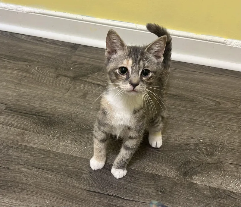 A baby medium-sized female Torbie Domestic Short Hair cat named Rosita for adoption in Richmond, VA