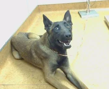 A young large-sized male Belgian Shepherd / Malinois dog named Flynn Ryder for adoption in Sacramento, CA